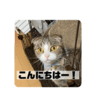あわゆい姉妹（個別スタンプ：17）