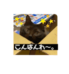 あわゆい姉妹（個別スタンプ：18）