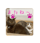 あわゆい姉妹（個別スタンプ：24）