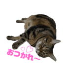 ぽちゃ猫アリスwithふうた（個別スタンプ：1）