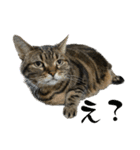 ぽちゃ猫アリスwithふうた（個別スタンプ：2）