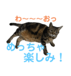 ぽちゃ猫アリスwithふうた（個別スタンプ：3）