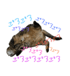 ぽちゃ猫アリスwithふうた（個別スタンプ：4）