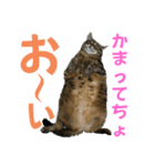 ぽちゃ猫アリスwithふうた（個別スタンプ：5）