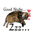 ぽちゃ猫アリスwithふうた（個別スタンプ：7）