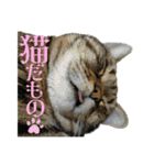 ぽちゃ猫アリスwithふうた（個別スタンプ：8）