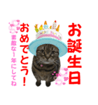 ぽちゃ猫アリスwithふうた（個別スタンプ：10）