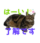 ぽちゃ猫アリスwithふうた（個別スタンプ：12）