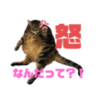 ぽちゃ猫アリスwithふうた（個別スタンプ：13）