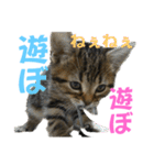 ぽちゃ猫アリスwithふうた（個別スタンプ：14）