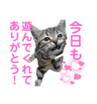 ぽちゃ猫アリスwithふうた（個別スタンプ：15）