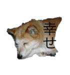 メル(愛犬)（個別スタンプ：1）