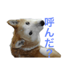 メル(愛犬)（個別スタンプ：2）