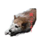メル(愛犬)（個別スタンプ：3）
