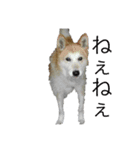 メル(愛犬)（個別スタンプ：4）