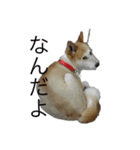 メル(愛犬)（個別スタンプ：6）