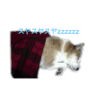 メル(愛犬)（個別スタンプ：7）