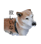 メル(愛犬)（個別スタンプ：8）