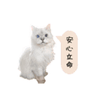 レイキはじめますwith波動にゃんこ（個別スタンプ：7）