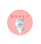 レイキはじめますwith波動にゃんこ（個別スタンプ：9）