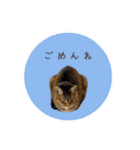 レイキはじめますwith波動にゃんこ（個別スタンプ：10）