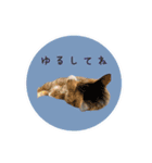 レイキはじめますwith波動にゃんこ（個別スタンプ：11）