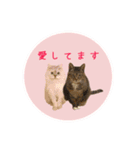 レイキはじめますwith波動にゃんこ（個別スタンプ：12）