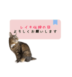 レイキはじめますwith波動にゃんこ（個別スタンプ：14）