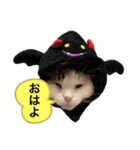 ねこ師匠3（個別スタンプ：1）