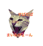 ねこ師匠3（個別スタンプ：2）