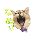 ねこ師匠3（個別スタンプ：3）