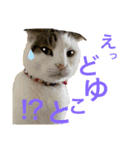 ねこ師匠3（個別スタンプ：4）
