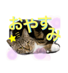 ねこ師匠3（個別スタンプ：6）