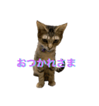 ねこ師匠3（個別スタンプ：8）