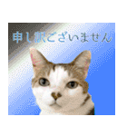 My cats Gabo and Gov4【修正版】（個別スタンプ：1）