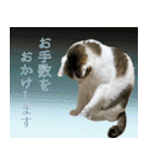 My cats Gabo and Gov4【修正版】（個別スタンプ：2）
