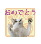 My cats Gabo and Gov4【修正版】（個別スタンプ：3）