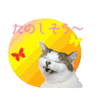 My cats Gabo and Gov4【修正版】（個別スタンプ：5）