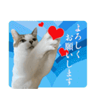 My cats Gabo and Gov4【修正版】（個別スタンプ：6）
