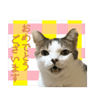 My cats Gabo and Gov4【修正版】（個別スタンプ：7）
