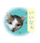 My cats Gabo and Gov4【修正版】（個別スタンプ：8）
