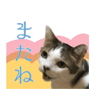 My cats Gabo and Gov4【修正版】（個別スタンプ：10）