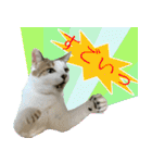 My cats Gabo and Gov4【修正版】（個別スタンプ：11）