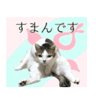 My cats Gabo and Gov4【修正版】（個別スタンプ：12）