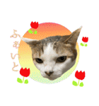 My cats Gabo and Gov4【修正版】（個別スタンプ：13）