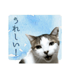 My cats Gabo and Gov4【修正版】（個別スタンプ：14）