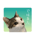 My cats Gabo and Gov4【修正版】（個別スタンプ：15）