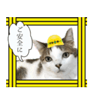 My cats Gabo and Gov4【修正版】（個別スタンプ：16）