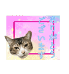 My cats Gabo and Gov4【修正版】（個別スタンプ：17）
