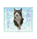 My cats Gabo and Gov4【修正版】（個別スタンプ：18）